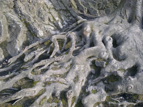 Propletené kořeny u brány -