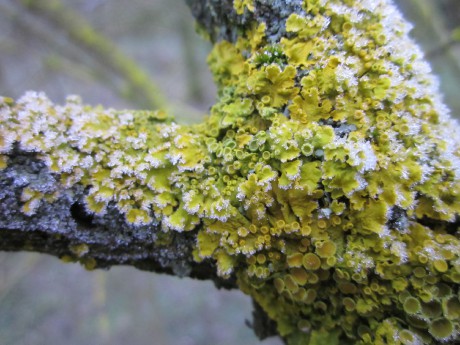 Lišejník v mrazivém odpoledni na Šobesu