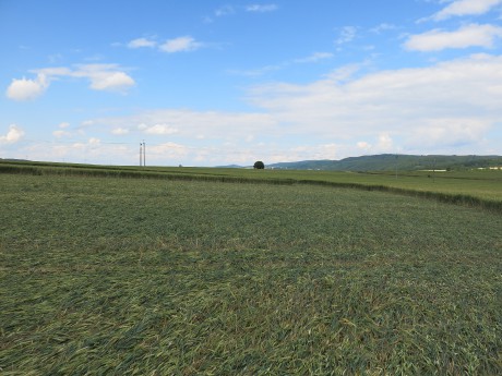 Boskovice 1 7 14 3310