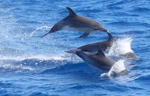delfini-madeira.jpg