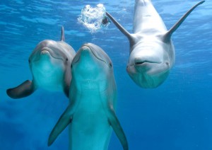 delfin-vyfukujici-bubliny.jpg