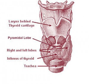 220px-illu08_thyroid.jpg