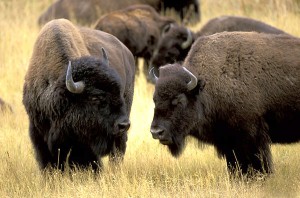 bizon-byk.jpg